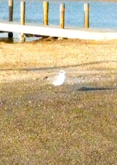 Birds!